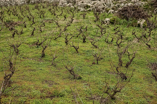 Vineyard Spartilas village corfu outdoor activities 03