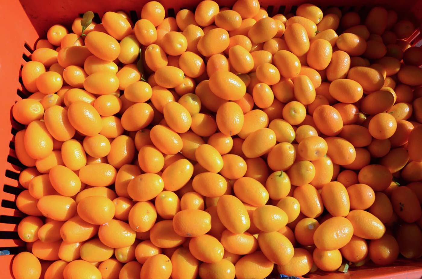 koum quat fruit