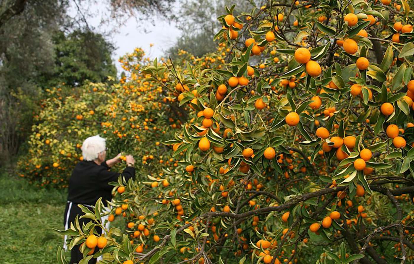 koum quat tree